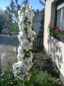 kertgondozás